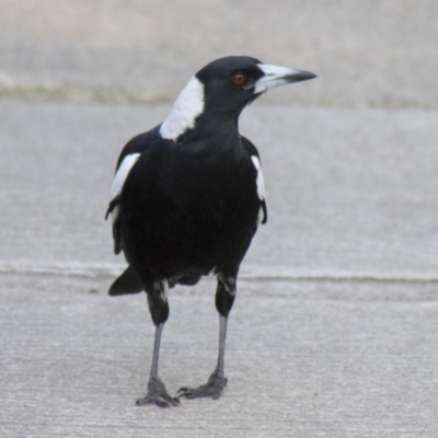 Gymnorhina tibicen (Australian Magpie) at Higgins, ACT - 20 Sep 2017 by AlisonMilton