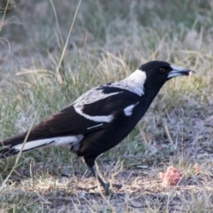 Gymnorhina tibicen (Australian Magpie) at Scullin, ACT - 20 Sep 2017 by Alison Milton