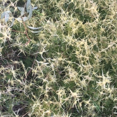 Clematis leptophylla (Small-leaf Clematis, Old Man's Beard) at Garran, ACT - 21 Sep 2017 by George