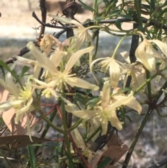 Clematis leptophylla at Garran, ACT - 21 Sep 2017