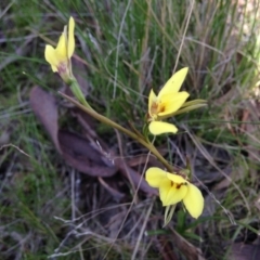 Diuris chryseopsis (Golden Moth) at Little Taylor Grasslands - 21 Sep 2017 by RosemaryRoth