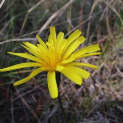 Microseris walteri (Yam Daisy, Murnong) at Kambah, ACT - 21 Sep 2017 by RosemaryRoth