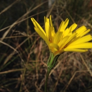 Microseris walteri at Kambah, ACT - 21 Sep 2017 02:11 PM