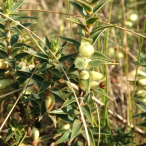 Melichrus urceolatus at Kambah, ACT - 21 Sep 2017