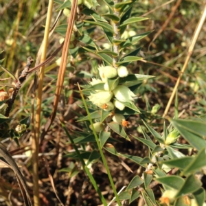 Melichrus urceolatus at Kambah, ACT - 21 Sep 2017