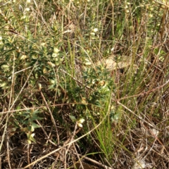 Melichrus urceolatus at Kambah, ACT - 21 Sep 2017