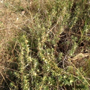 Melichrus urceolatus at Kambah, ACT - 21 Sep 2017