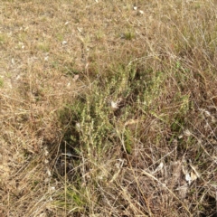 Melichrus urceolatus at Kambah, ACT - 21 Sep 2017