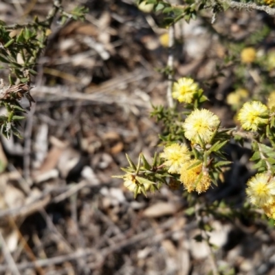 Acacia gunnii (Ploughshare Wattle) at Canberra Central, ACT - 21 Sep 2017 by galah681