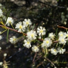 Acacia genistifolia (Early Wattle) at Canberra Central, ACT - 21 Sep 2017 by galah681