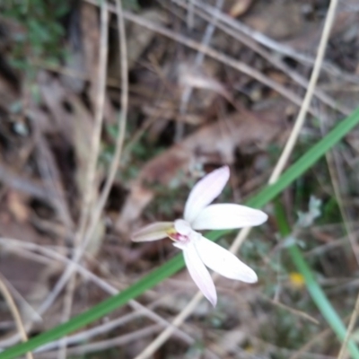 Caladenia fuscata (Dusky Fingers) at Point 5204 - 21 Sep 2017 by galah681