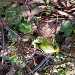 Pterostylis nutans (Nodding Greenhood) at Point 5204 - 21 Sep 2017 by galah681