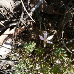 Caladenia fuscata (Dusky Fingers) at Point 5204 - 21 Sep 2017 by galah681