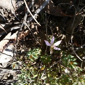 Caladenia fuscata at Point 5204 - suppressed