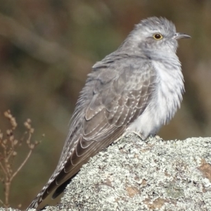 Cacomantis pallidus at Garran, ACT - 20 Sep 2017