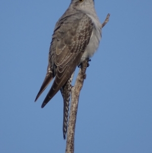 Cacomantis pallidus at Garran, ACT - 20 Sep 2017