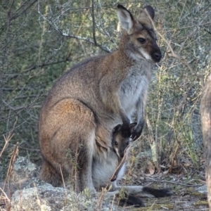 Notamacropus rufogriseus at Garran, ACT - 20 Sep 2017