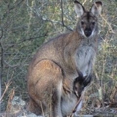 Notamacropus rufogriseus at Garran, ACT - 20 Sep 2017