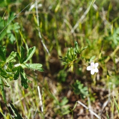 Geranium sp. (Geranium) at Conder, ACT - 21 Oct 1999 by michaelb