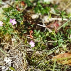 Geranium sp. (Geranium) at Conder, ACT - 31 Oct 1999 by MichaelBedingfield