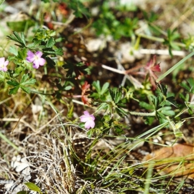 Geranium sp. (Geranium) at Conder, ACT - 30 Oct 1999 by michaelb