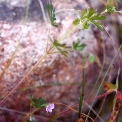 Geranium sp. (Geranium) at Tuggeranong Hill - 30 Nov 2000 by michaelb