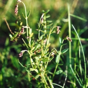 Gonocarpus tetragynus at Theodore, ACT - 1 Nov 2001