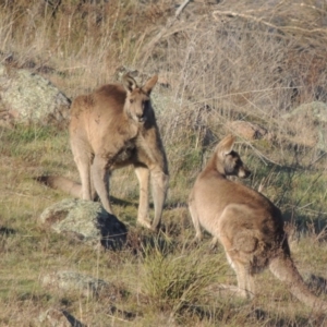 Macropus giganteus at Molonglo River Reserve - 17 Sep 2017