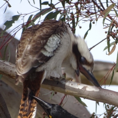 Dacelo novaeguineae (Laughing Kookaburra) at Garran, ACT - 22 Sep 2017 by roymcd