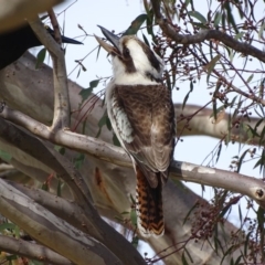 Dacelo novaeguineae at Garran, ACT - 22 Sep 2017 10:38 AM