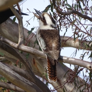 Dacelo novaeguineae at Garran, ACT - 22 Sep 2017