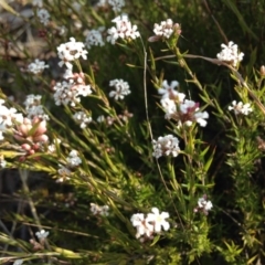 Leucopogon virgatus (Common Beard-heath) at Kambah, ACT - 21 Sep 2017 by RosemaryRoth