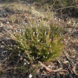 Leucopogon virgatus at Kambah, ACT - 21 Sep 2017 03:37 PM