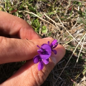 Swainsona sp. at Banks, ACT - 22 Sep 2017 01:47 PM