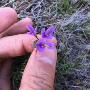 Swainsona sp. at Banks, ACT - 22 Sep 2017 01:47 PM