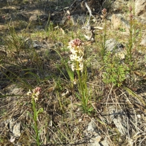 Stackhousia monogyna at Isaacs Ridge - 22 Sep 2017