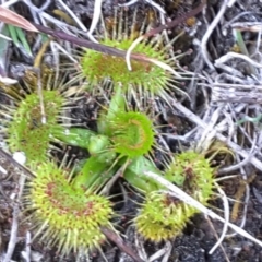 Drosera gunniana at Isaacs, ACT - 22 Sep 2017 04:59 PM