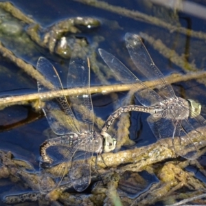 Anax papuensis at Fyshwick, ACT - 22 Sep 2017