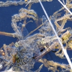 Anax papuensis at Fyshwick, ACT - 22 Sep 2017