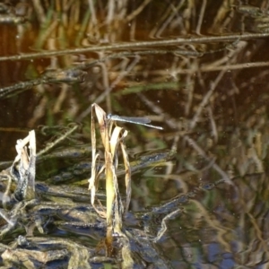 Austrolestes leda at Fyshwick, ACT - 22 Sep 2017