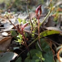 Cyrtostylis reniformis at suppressed - suppressed