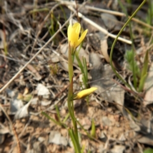 Diuris chryseopsis at Belconnen, ACT - suppressed