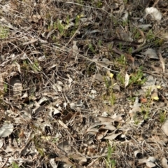 Diuris chryseopsis at Belconnen, ACT - suppressed