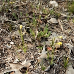 Diuris chryseopsis at Belconnen, ACT - suppressed