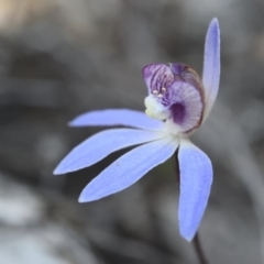 Cyanicula caerulea (Blue Fingers, Blue Fairies) at Canberra Central, ACT - 22 Sep 2017 by RobertD