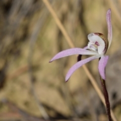 Caladenia fuscata (Dusky Fingers) at Canberra Central, ACT - 22 Sep 2017 by RobertD