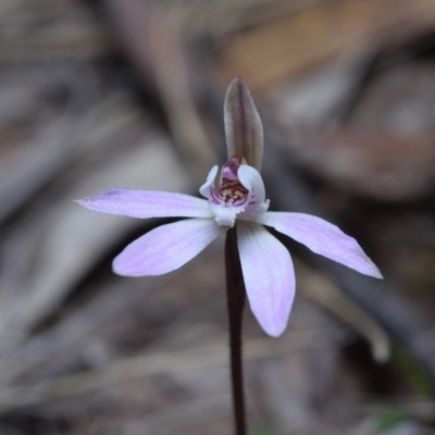 Caladenia fuscata (Dusky Fingers) at Canberra Central, ACT - 22 Sep 2017 by RobertD