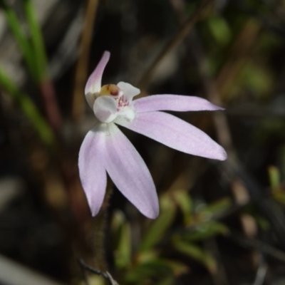 Caladenia fuscata (Dusky Fingers) at Canberra Central, ACT - 22 Sep 2017 by RobertD