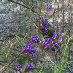 Hardenbergia violacea (False Sarsaparilla) at Isaacs, ACT - 22 Sep 2017 by Mike