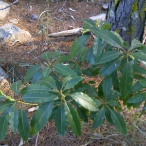 Pittosporum undulatum at Isaacs, ACT - 22 Sep 2017